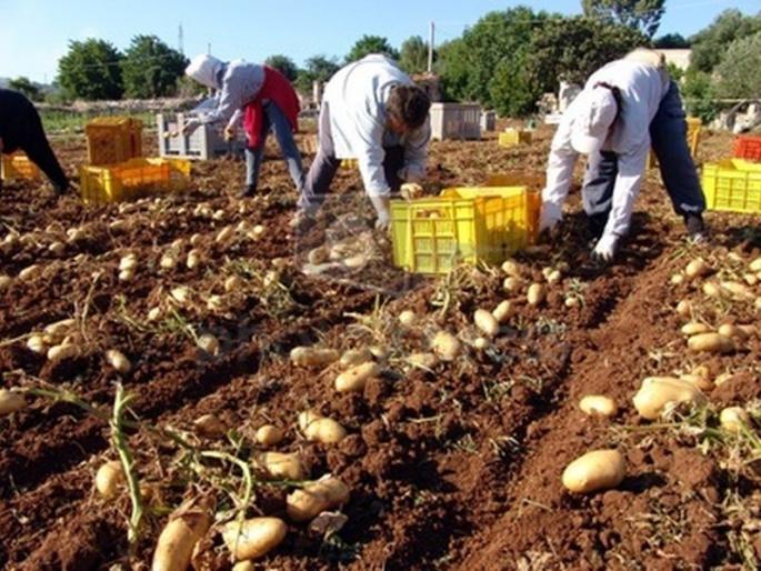 Potato fields grow in the state! | बटाट्याचे क्षेत्र ३० हजार हेक्टरपर्यंत वाढले! Potato fields grow in the state! | बटाट्याचे क्षेत्र ३० हजार हेक्टरपर्यंत वाढले!