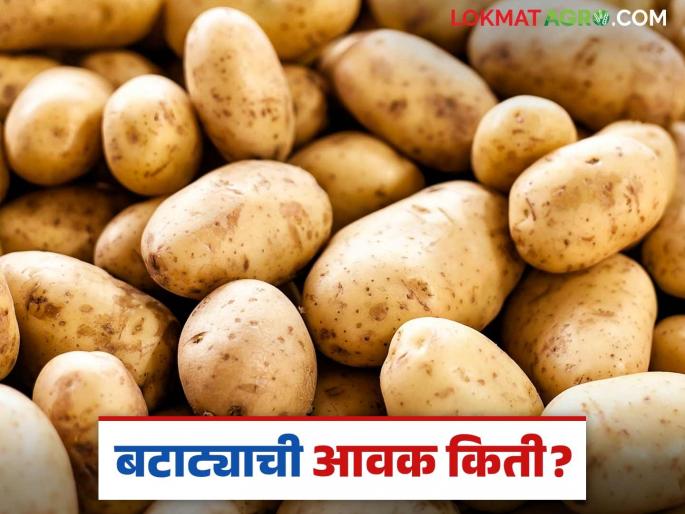 Potato Market: latest news How much potato arrival on the occasion of Mahashivratri; Read in detail how to get the rate | Potato Market: महाशिवरात्रीच्या पूर्वसंध्येला बटाट्याची आवक किती; कसा मिळाला दर ते वाचा सविस्तर Potato Market: latest news How much potato arrival on the occasion of Mahashivratri; Read in detail how to get the rate | Potato Market: महाशिवरात्रीच्या पूर्वसंध्येला बटाट्याची आवक किती; कसा मिळाला दर ते वाचा सविस्तर