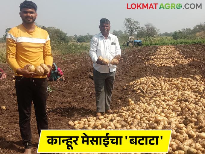 What is a one potato one kilogram? farmer sukhdev maximum yield of as much as four tons in half acre | काय सांगताय एक किलोचा बटाटा; शेतकरी सुखदेव यांची अर्धा एकरात तब्बल चार टन उत्पादनाची कमाल What is a one potato one kilogram? farmer sukhdev maximum yield of as much as four tons in half acre | काय सांगताय एक किलोचा बटाटा; शेतकरी सुखदेव यांची अर्धा एकरात तब्बल चार टन उत्पादनाची कमाल
