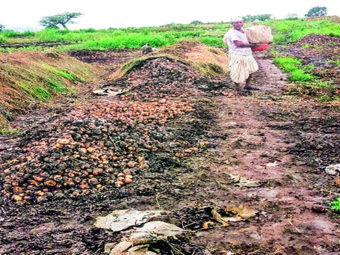 Potato crop risk due to rains by rain | पावसाने दडी मारल्याने बटाटा पीक धोक्यात Potato crop risk due to rains by rain | पावसाने दडी मारल्याने बटाटा पीक धोक्यात