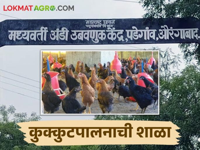 The hatchery center will give you to help; Farmers capable by rearing poultry | अंडी उबवणूक केंद्र करेल मदत; कुक्कुटपालन करून कमवा बंपर नफा The hatchery center will give you to help; Farmers capable by rearing poultry | अंडी उबवणूक केंद्र करेल मदत; कुक्कुटपालन करून कमवा बंपर नफा