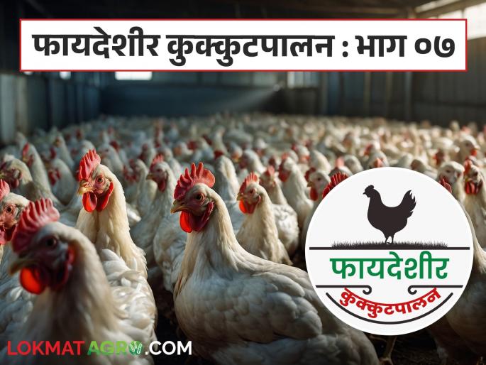 Latest News Poultry farming essential requirements for poultry business see details | Poultry Farming : पोल्ट्री व्यवसायासाठी आवश्यक गरजा कोणत्या? त्या महत्वाच्या का? वाचा सविस्तर Latest News Poultry farming essential requirements for poultry business see details | Poultry Farming : पोल्ट्री व्यवसायासाठी आवश्यक गरजा कोणत्या? त्या महत्वाच्या का? वाचा सविस्तर