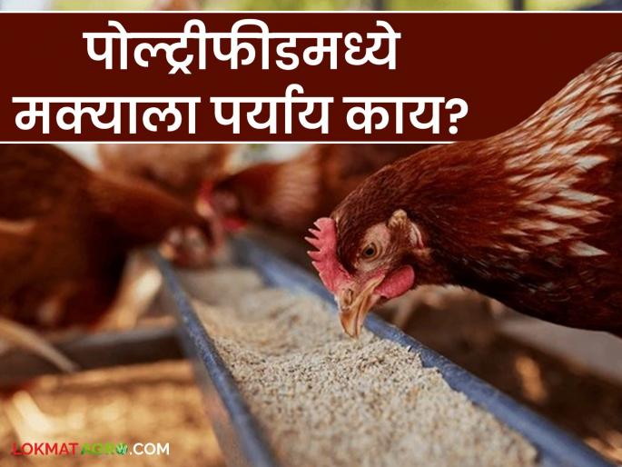 Latest News Poultry Feed Use bajra and jawari' coarse grain as an alternative to maize in poultry feed see details | Poultry Feed : पोल्ट्री फीडमध्ये मक्याला पर्याय म्हणून 'हे' भरड धान्य वापरा, ठरेल फायदेशीर  Latest News Poultry Feed Use bajra and jawari' coarse grain as an alternative to maize in poultry feed see details | Poultry Feed : पोल्ट्री फीडमध्ये मक्याला पर्याय म्हणून 'हे' भरड धान्य वापरा, ठरेल फायदेशीर