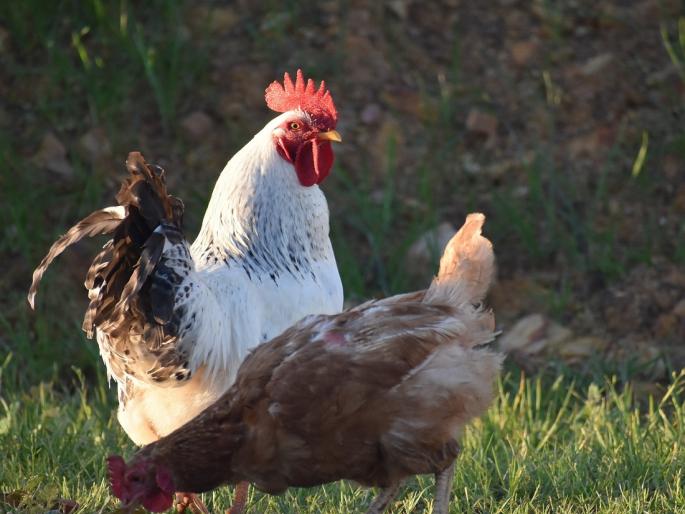 Don't do this if you are running a poultry business | कुक्कुटपालन व्यवसाय करताय तर हे करू नका Don't do this if you are running a poultry business | कुक्कुटपालन व्यवसाय करताय तर हे करू नका