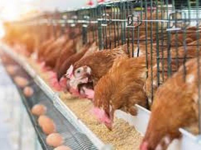 Left the job and took out the poultry, now it is flourishing | नोकरी सोडून पोल्ट्री काढली, आता होतेय भरभराट Left the job and took out the poultry, now it is flourishing | नोकरी सोडून पोल्ट्री काढली, आता होतेय भरभराट