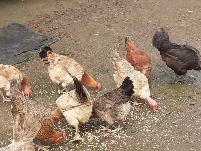 Latest News Unemployed youth's success in Gavran poultry farming of tuljapur | ना शेती, ना शिक्षण पण कुक्कुटपालनाने तारलं, वाचा यशोगाथा Latest News Unemployed youth's success in Gavran poultry farming of tuljapur | ना शेती, ना शिक्षण पण कुक्कुटपालनाने तारलं, वाचा यशोगाथा