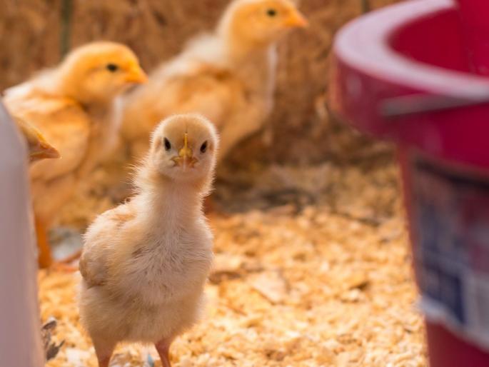 poultry caring during monsoon season | पावसाळ्यात पोल्ट्रीमध्ये या गोष्टी अजिबात करू नका poultry caring during monsoon season | पावसाळ्यात पोल्ट्रीमध्ये या गोष्टी अजिबात करू नका