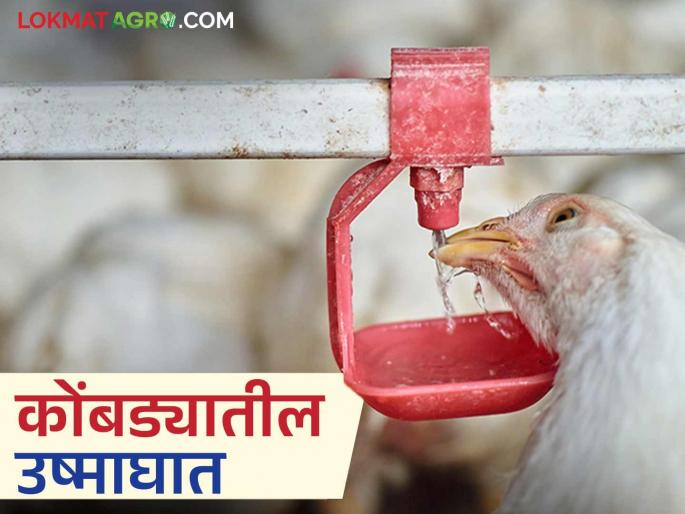 Follow these simple steps to protect poultry birds from heatstroke in the shed | कोंबड्यांना उष्माघातापासून वाचविण्यासाठी शेडमध्ये करा ह्या सोप्या उपाययोजना Follow these simple steps to protect poultry birds from heatstroke in the shed | कोंबड्यांना उष्माघातापासून वाचविण्यासाठी शेडमध्ये करा ह्या सोप्या उपाययोजना