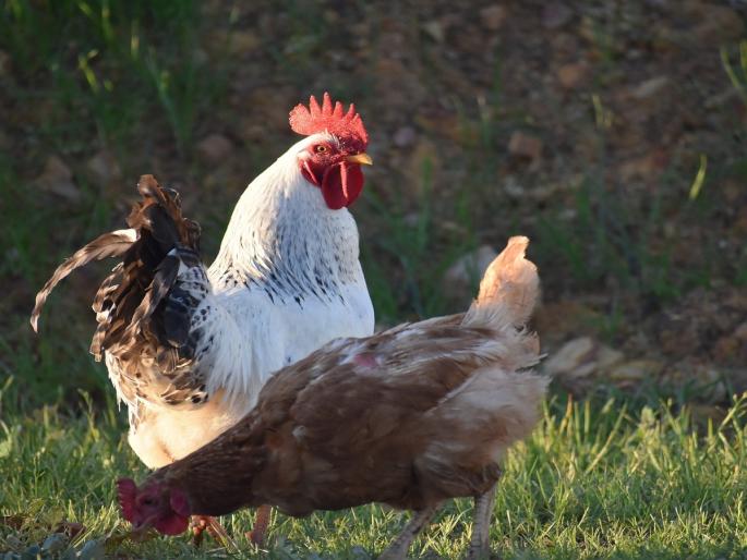 There is no outbreak of bird flu virus anywhere in the state | राज्यात कुठेही बर्ड फ्लू विषाणूचा प्रादुर्भाव नाही There is no outbreak of bird flu virus anywhere in the state | राज्यात कुठेही बर्ड फ्लू विषाणूचा प्रादुर्भाव नाही