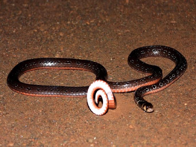 A rare striped Povla venomous snake was found in Koyna area | कोयनेत आढळला दुर्मिळ पट्टेरी पोवळा जातीचा विषारी साप