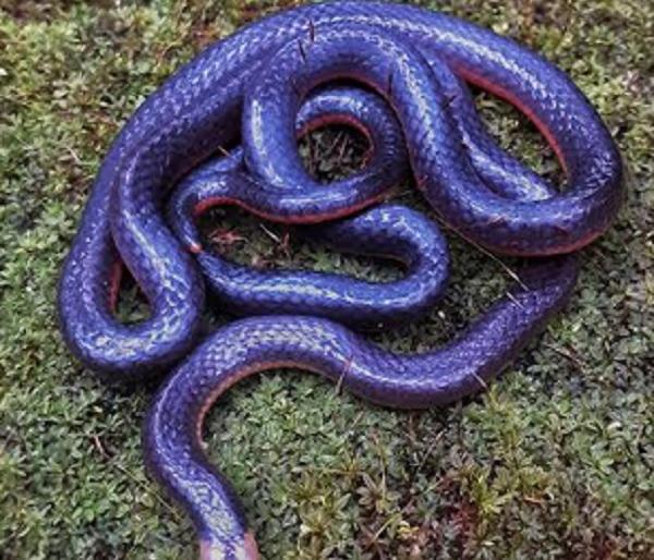 Extremely rare coral snake found in Sindhudurg | जैवविविधतेत भर; सिंधुदुर्गमध्ये सापडला अति दुर्मीळ पोवळा साप Extremely rare coral snake found in Sindhudurg | जैवविविधतेत भर; सिंधुदुर्गमध्ये सापडला अति दुर्मीळ पोवळा साप