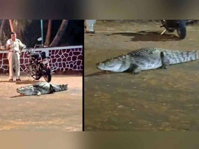 IIT campus or crocodile habitat Powai lake water pollution in populated areas | आयआयटी कॅम्पस की मगरींचा अधिवास? पवई तलावातील जलचर प्रदूषणामुळे लोकवस्तीत IIT campus or crocodile habitat Powai lake water pollution in populated areas | आयआयटी कॅम्पस की मगरींचा अधिवास? पवई तलावातील जलचर प्रदूषणामुळे लोकवस्तीत