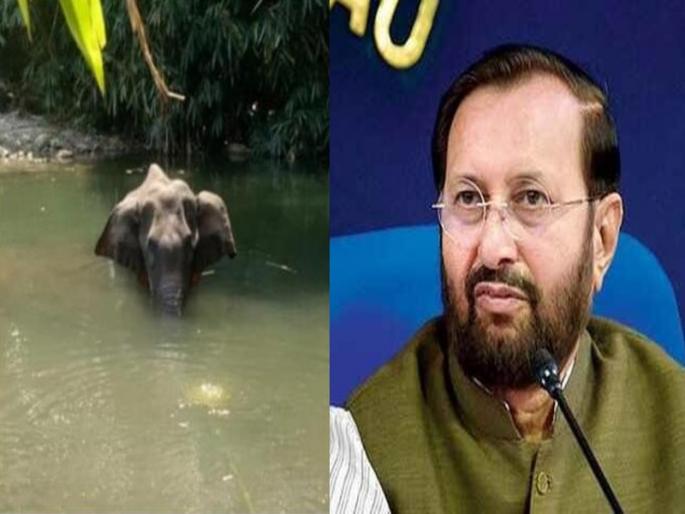 Central Government has taken a very serious note of the killing of an elephant in Kerala | 'ही भारतीयांची संस्कृती नाही'; गर्भवती हत्तीणीच्या मृत्यूची केंद्र सरकारने घेतली गंभीर दखल Central Government has taken a very serious note of the killing of an elephant in Kerala | 'ही भारतीयांची संस्कृती नाही'; गर्भवती हत्तीणीच्या मृत्यूची केंद्र सरकारने घेतली गंभीर दखल
