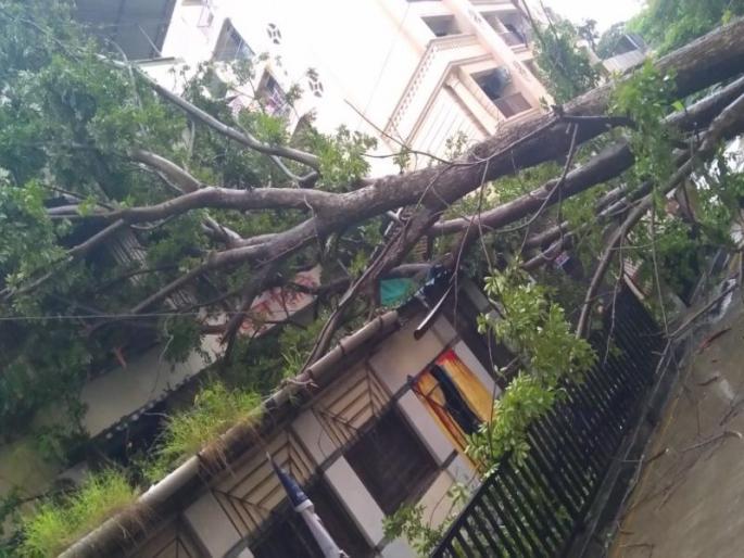 A tree fell on the society in Pachpakhadi, Thane; No casualties | ठाणेच्या पाचपाखाडीत सोसायटीवर झाड पडले ; जीवितहानी टळली A tree fell on the society in Pachpakhadi, Thane; No casualties | ठाणेच्या पाचपाखाडीत सोसायटीवर झाड पडले ; जीवितहानी टळली