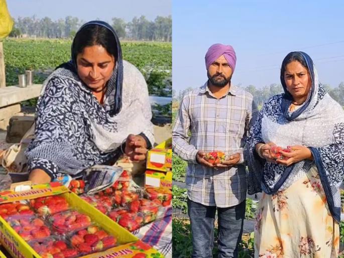 punjab farmer pradip singh earning 5 lakh rupees as profit by strawberry farming success story | जबरदस्त! स्ट्रॉबेरीच्या शेतीतून शेतकरी बनला लखपती; 6 महिन्यांत 5 लाखांचा नफा punjab farmer pradip singh earning 5 lakh rupees as profit by strawberry farming success story | जबरदस्त! स्ट्रॉबेरीच्या शेतीतून शेतकरी बनला लखपती; 6 महिन्यांत 5 लाखांचा नफा