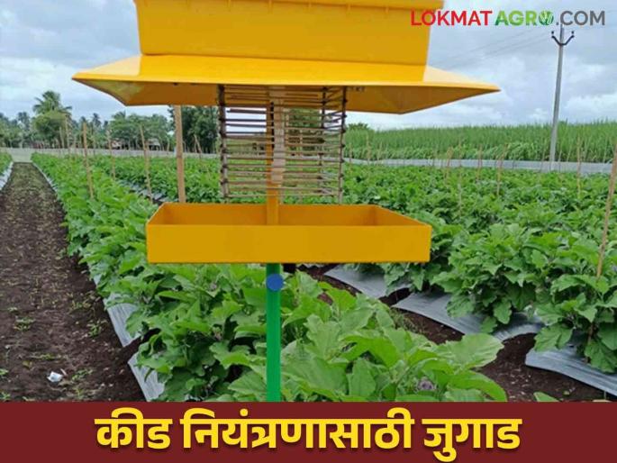 Light Trap: Use these traps instead of spraying for pest control | Light Trap : कीड नियंत्रणासाठी फवारणी ऐवजी करा ह्या सापळ्यांचा वापर