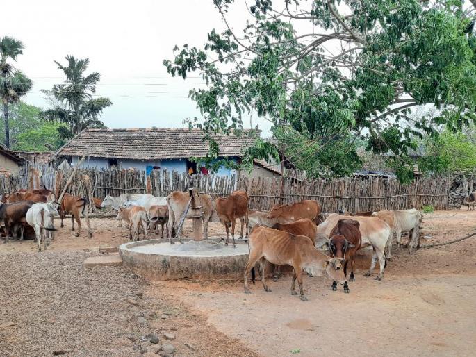 animals in rural areas to flee everywhere in search of water | उन्हाचा तडाखा, जलस्रोत आटले; घोटभर पाण्यासाठी तडफडतोय मुक्या जनावरांचा जीव animals in rural areas to flee everywhere in search of water | उन्हाचा तडाखा, जलस्रोत आटले; घोटभर पाण्यासाठी तडफडतोय मुक्या जनावरांचा जीव