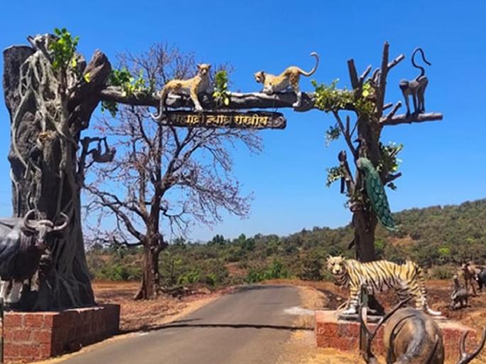 Views of 15 different wild species in the Sahyadri Tiger Project | प्राणी गणना: सह्याद्री व्याघ्र प्रकल्पात १५ वेगवेगळ्या वन्य प्रजातींच्या प्राण्यांचे दर्शन Views of 15 different wild species in the Sahyadri Tiger Project | प्राणी गणना: सह्याद्री व्याघ्र प्रकल्पात १५ वेगवेगळ्या वन्य प्रजातींच्या प्राण्यांचे दर्शन