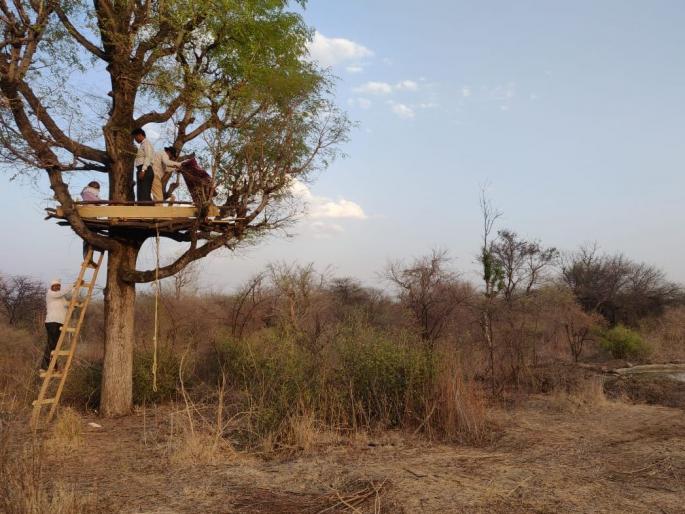 The glory of the Tiger in the Vadodara Forest Territory in Muktainagar taluka is maintained | मुक्ताईनगर तालुक्यातील वडोदा वनपरिक्षेत्रात वाघाचे वैभव कायम