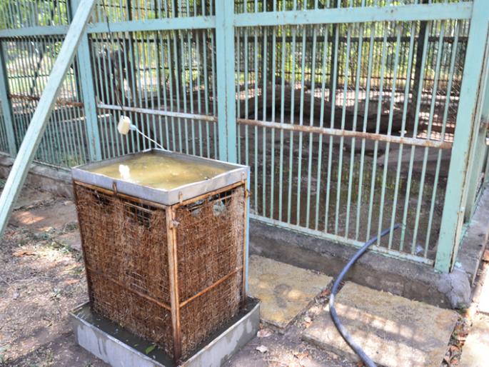 Sloping human beings; Koller continued to run the cage at the zoos of Solapur | बिबट्यांना झुळूक माणुसकीची; सोलापुरातील प्राणिसंग्रहालयात पिंजºयापुढे लागले कुलर Sloping human beings; Koller continued to run the cage at the zoos of Solapur | बिबट्यांना झुळूक माणुसकीची; सोलापुरातील प्राणिसंग्रहालयात पिंजºयापुढे लागले कुलर