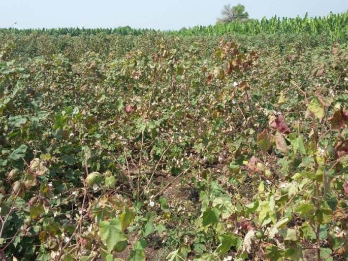 Pratap full crop began | प्रतापपूरात पिके करपू लागली Pratap full crop began | प्रतापपूरात पिके करपू लागली