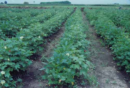 Pre-seasonal cotton area will decrease | पूर्व हंगामी कापसाचे क्षेत्र घटणार! Pre-seasonal cotton area will decrease | पूर्व हंगामी कापसाचे क्षेत्र घटणार!