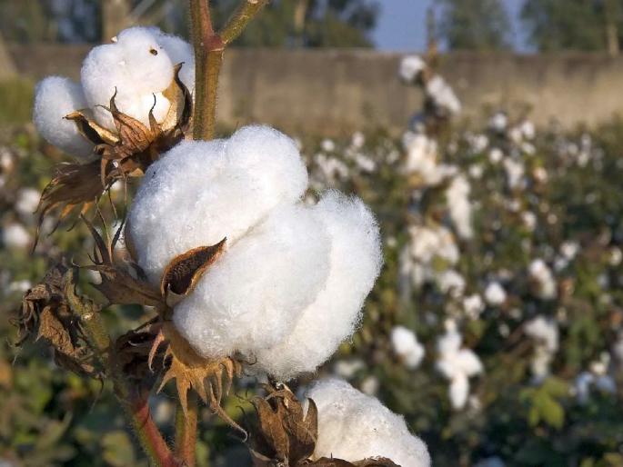 cotton dropped up to eight thousand in 5 days; Farmers worried, trend toward hoarding | चमक फिकी, पांढऱ्या सोन्याचा दर आठ हजारांच्या आत, शेतकरी चिंतेत