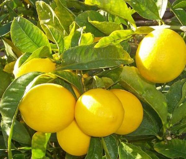 Lemon producing farmers in crisis; Not just the market, prices fell | लिंबू उत्पादक शेतकरी संकटात ; बाजारपेठच नाही, दर घसरले Lemon producing farmers in crisis; Not just the market, prices fell | लिंबू उत्पादक शेतकरी संकटात ; बाजारपेठच नाही, दर घसरले
