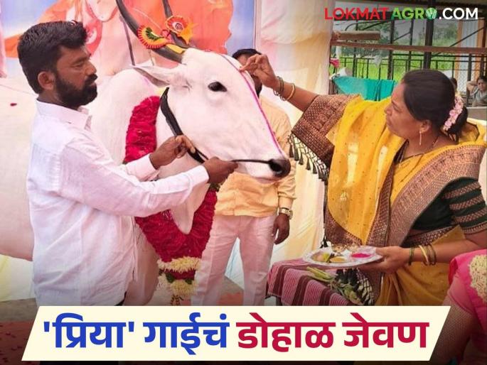 Khillar Cow : The farmer's passion is not valued; Done Khillar cow dohal jevan ceremony | Khillar Cow : शेतकऱ्याच्या हौसेला मोल नाही; घातले खिल्लार गाईचे डोहाळ जेवण Khillar Cow : The farmer's passion is not valued; Done Khillar cow dohal jevan ceremony | Khillar Cow : शेतकऱ्याच्या हौसेला मोल नाही; घातले खिल्लार गाईचे डोहाळ जेवण