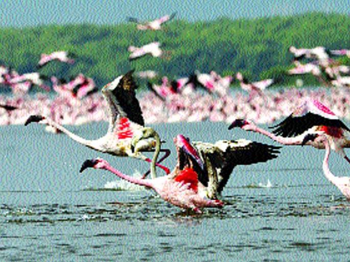 With the arrival of foreign visitors, Thane has become a colorful place on the coast | परदेशी पाहुण्यांच्या आगमनाने ठाणे किनारा झाला रंगेबीरंगी