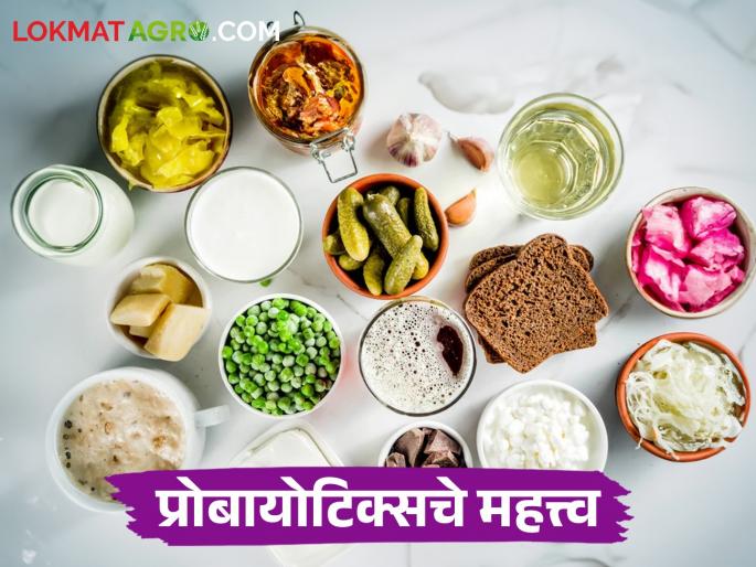Probiotics will help; Fight diseases by boosting your immune system | प्रोबायोटिक्स देईल साथ; रोगप्रतिकारक शक्ती वाढवून आजरांवर करा मात Probiotics will help; Fight diseases by boosting your immune system | प्रोबायोटिक्स देईल साथ; रोगप्रतिकारक शक्ती वाढवून आजरांवर करा मात