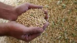 Buldhana district procures only four thousand quintals of soyabean and urad | बुलडाणा जिल्ह्यात अवघी चार हजार क्विंटल सोयाबीन, उडदाची खरेदी Buldhana district procures only four thousand quintals of soyabean and urad | बुलडाणा जिल्ह्यात अवघी चार हजार क्विंटल सोयाबीन, उडदाची खरेदी