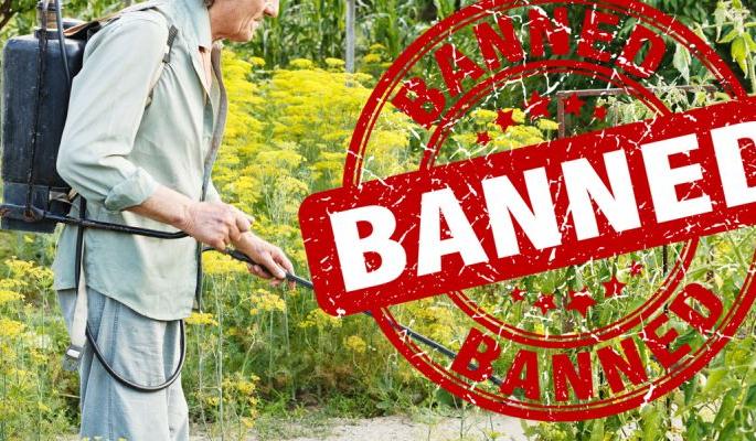 Prohibited 'Monocrotophos' causes contact poisining to farmers | प्रतिबंधित ‘मोनोक्रोटोफॉस’ उठले शेतकऱ्यांच्या जीवावर!