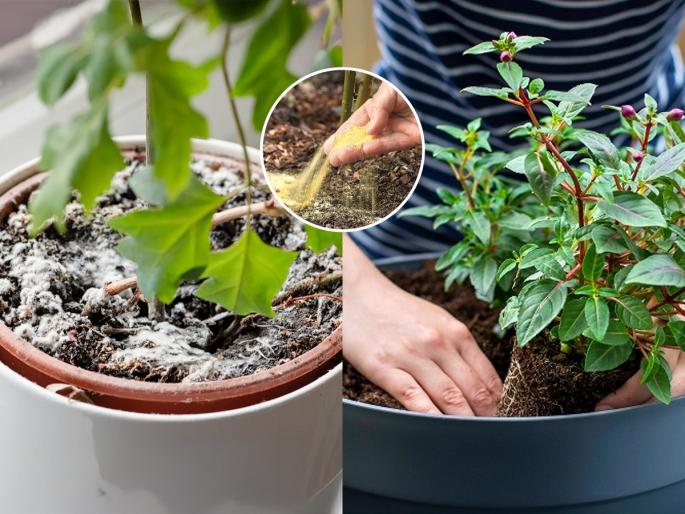 How To Protect Plants From Fungus In Rainy Season How Do You Stop Fungus From Growing on Plants During Rainy Season Prevent & Control Fungal On Plants | पावसाळ्यात रोपांवर पांढरी बुरशी लागते? मातीत मिसळा स्वयंपाकघरातील ५ पदार्थ - रोप वाढेल भरभर...