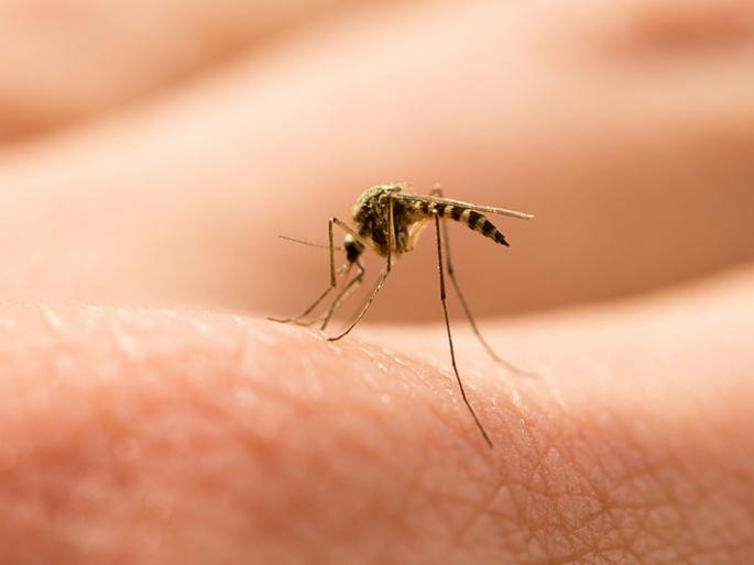 Jugad to kill mosquitoes, you can't believe it ... | मच्छर मारण्याचा विदेशी जुगाड, बघितल्यावर विश्वास बसणार नाही... Jugad to kill mosquitoes, you can't believe it ... | मच्छर मारण्याचा विदेशी जुगाड, बघितल्यावर विश्वास बसणार नाही...