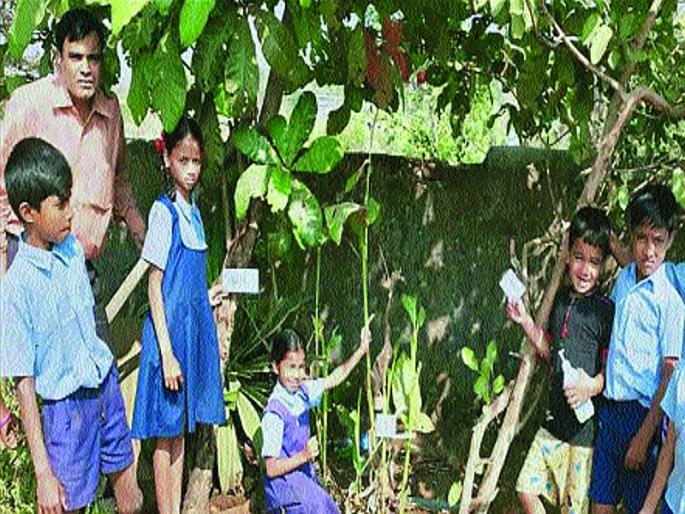 Vegetable in the garden at lunch | परसबागेतील भाज्या माध्यान्ह भोजनात