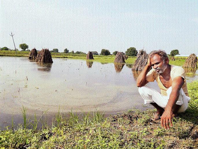 The monsoon was shaken by the unseasonable rain | बळीराजा हवालदिल, परतीच्या पावसानं शिवार झालं स्मशान  The monsoon was shaken by the unseasonable rain | बळीराजा हवालदिल, परतीच्या पावसानं शिवार झालं स्मशान