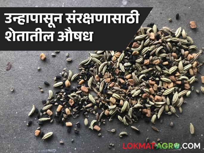 Latest News Best Cooling herbs These seven things at home will keep body cool in rising temperatures read in detail | Best Cooling Herbs : रणरणत्या उन्हात घरातील 'या' सात गोष्टी शरीराला थंडावा देतील, वाचा सविस्तर 