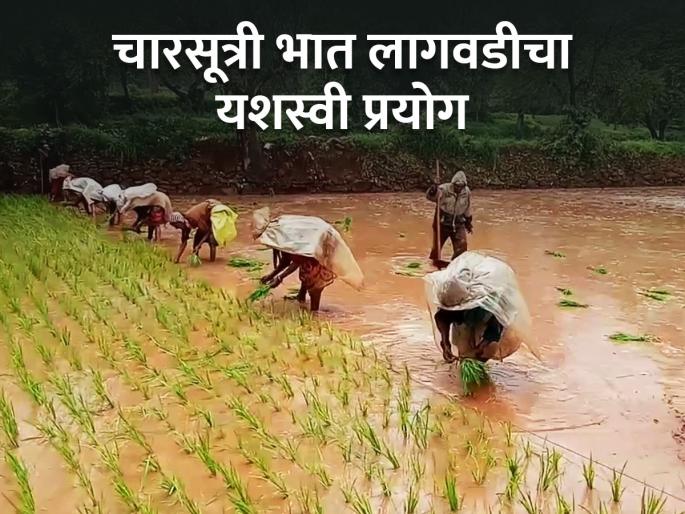 Pulekar family is getting income from perennial agriculture | पुळेकर कुटुंबीय घेता आहेत बारमाही शेतीतून उत्पन्न Pulekar family is getting income from perennial agriculture | पुळेकर कुटुंबीय घेता आहेत बारमाही शेतीतून उत्पन्न
