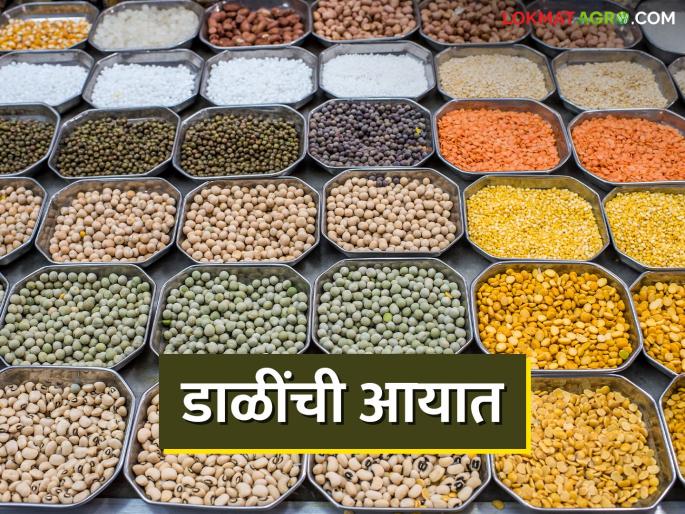 Unfavorable weather and low rainfall reduced the production of pulses; Import of 45 lakh tones of pulses | प्रतिकूल हवामान आणि कमी पाऊस यामुळे डाळींचे उत्पादन घटले; ४५ लाख टन डाळींची आयात Unfavorable weather and low rainfall reduced the production of pulses; Import of 45 lakh tones of pulses | प्रतिकूल हवामान आणि कमी पाऊस यामुळे डाळींचे उत्पादन घटले; ४५ लाख टन डाळींची आयात