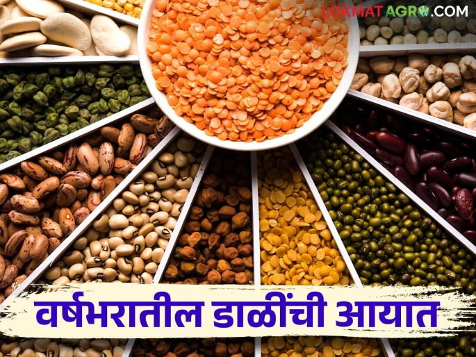 How many lakh tones of foreign pulses import in India a year? | वर्षभरात किती लाख टन परदेशी डाळी आल्या भारतात How many lakh tones of foreign pulses import in India a year? | वर्षभरात किती लाख टन परदेशी डाळी आल्या भारतात