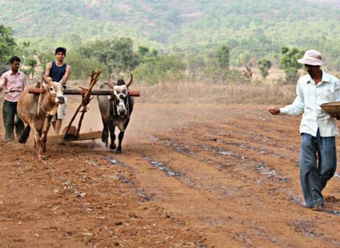 pulses sowing will increase in Washim district! | वाशिम जिल्ह्यात कडधान्याचा पेरा वाढणार !