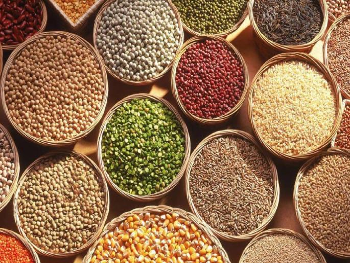 Pulses are expensive, sorghum is also expensive | कडधान्य कडाडले, ज्वारीही महागली; किचनचे बजेट बिघडले! Pulses are expensive, sorghum is also expensive | कडधान्य कडाडले, ज्वारीही महागली; किचनचे बजेट बिघडले!