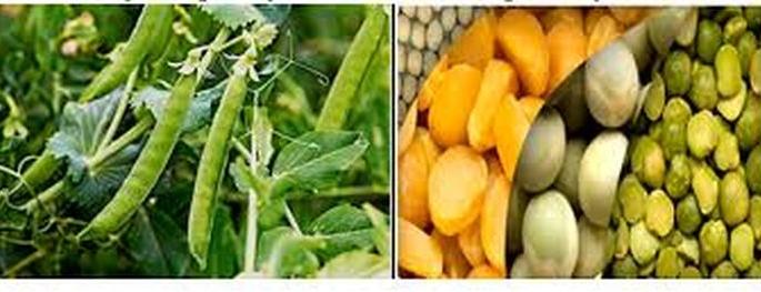 Survey for geographical standardization of pulses in 166 villages | १६६ गावातील डाळींच्या भौगोलिक मानांकासाठी सर्वेक्षण Survey for geographical standardization of pulses in 166 villages | १६६ गावातील डाळींच्या भौगोलिक मानांकासाठी सर्वेक्षण