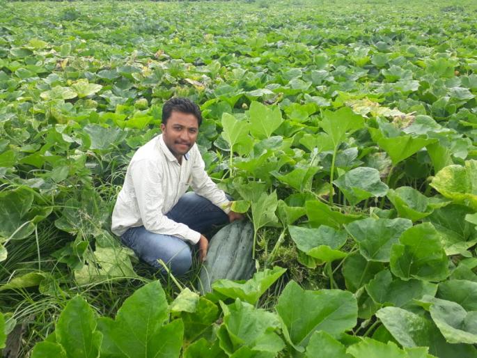 Pumpkin cultivation leads to progress! | कोहळा लागवडीतून गवसला उन्नतीचा मार्ग! Pumpkin cultivation leads to progress! | कोहळा लागवडीतून गवसला उन्नतीचा मार्ग!