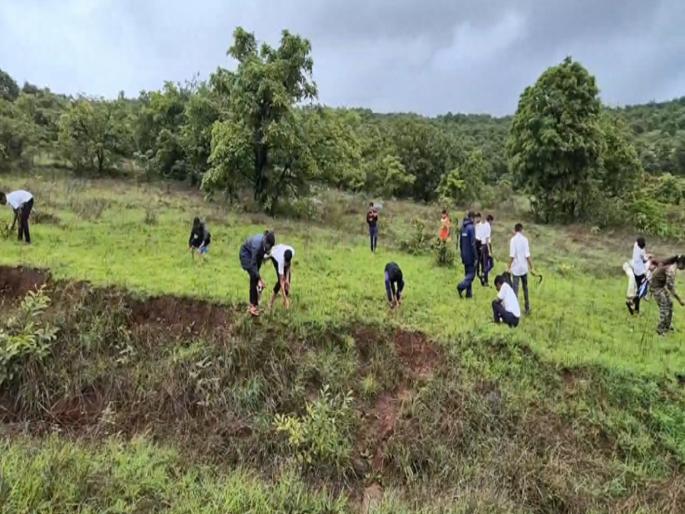 Seven thousand seeds planted in Chandoli forest area | Sangli: चांदोली जंगल परिसरात सात हजार बियांची लागवड Seven thousand seeds planted in Chandoli forest area | Sangli: चांदोली जंगल परिसरात सात हजार बियांची लागवड