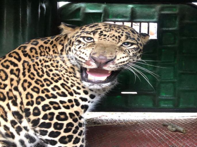Leopard stuck in the cage, near Ghodegaon | धष्टपुष्ट बिबट्या पिंजऱ्यात अडकला Leopard stuck in the cage, near Ghodegaon | धष्टपुष्ट बिबट्या पिंजऱ्यात अडकला
