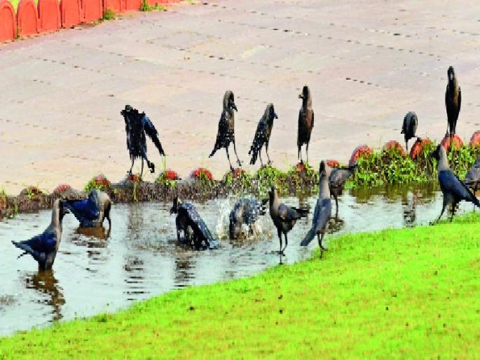 there is a need for help of every animal and birds | उन्हात पशू-पक्ष्यांची होतेय होरपळ, मुक्या जीवांसाठी प्रत्येकाने मदत करण्याची आवश्यकता there is a need for help of every animal and birds | उन्हात पशू-पक्ष्यांची होतेय होरपळ, मुक्या जीवांसाठी प्रत्येकाने मदत करण्याची आवश्यकता