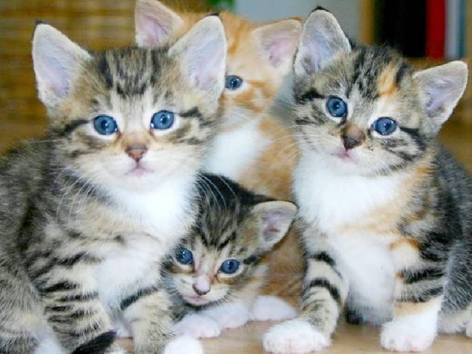 300 cats in a flat Police intervene after complaints from residents of the society | फ्लॅटमध्ये ३०० मांजरी ! सोसायटीतील नागरिकांच्या तक्रारीनंतर पोलिसांचा हस्तक्षेप 300 cats in a flat Police intervene after complaints from residents of the society | फ्लॅटमध्ये ३०० मांजरी ! सोसायटीतील नागरिकांच्या तक्रारीनंतर पोलिसांचा हस्तक्षेप