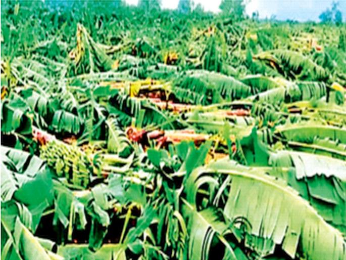 30,000 hectares of crops were washed away by the rain | पावसाने घेतला ३० हजार हेक्टरवरील पिकांचा घास 30,000 hectares of crops were washed away by the rain | पावसाने घेतला ३० हजार हेक्टरवरील पिकांचा घास